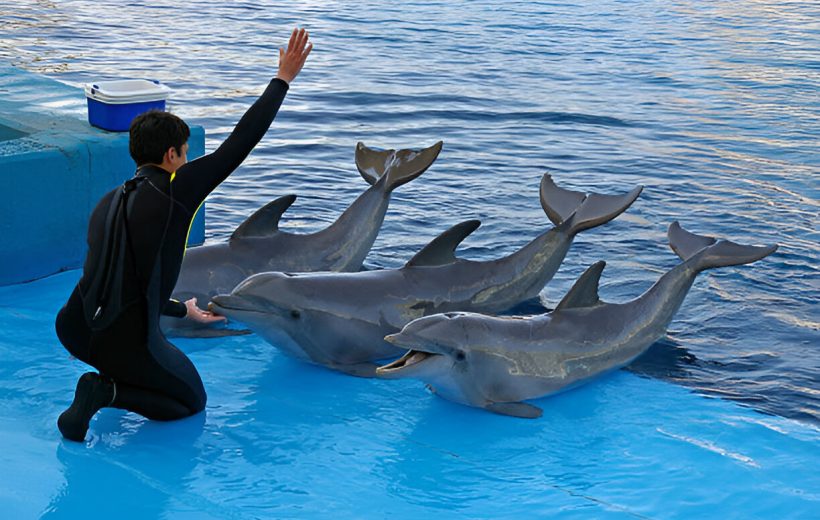 Dolphin show